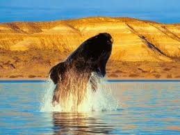 Video: Comienza la temporada de avistaje de ballenas en Chubut
