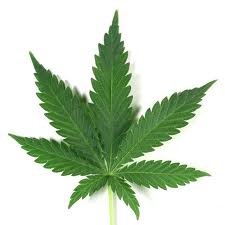 Cientficos hallaron cmo es que la marihuana produce los compuestos que le dan propiedades medicinales y recreativas