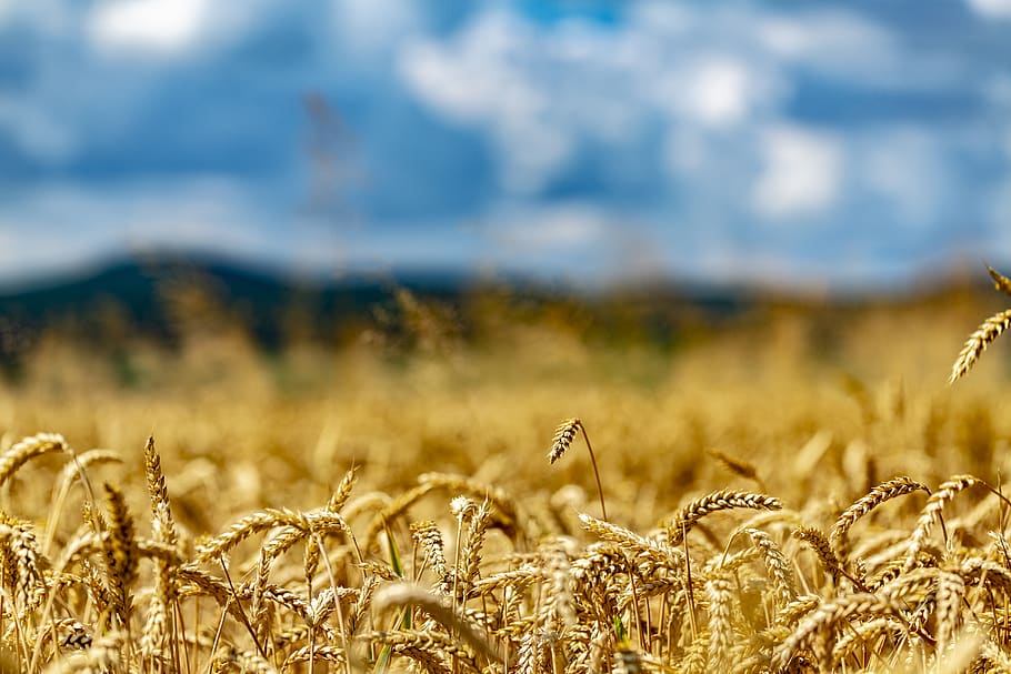 Siembra De Trigo El Clima Puede Alterar Las Expectativas En Los Rindes