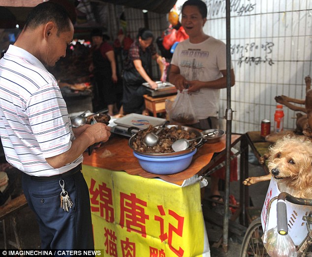 Video: As cazan perros para cocinarlos en China