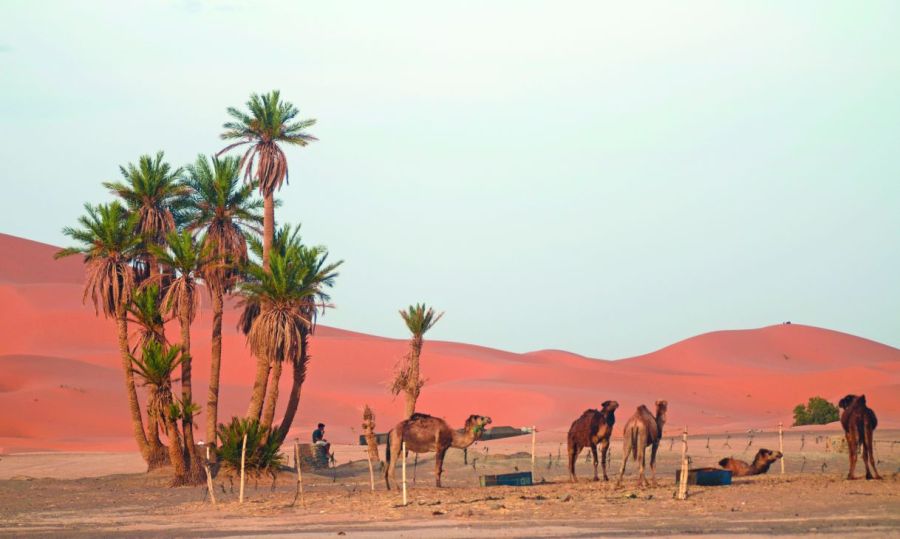 Temporada de truchas