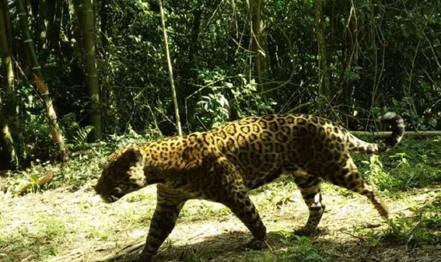 Restauración del hábitat