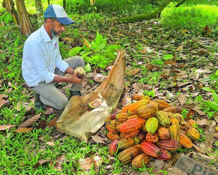 Cacao en Miches