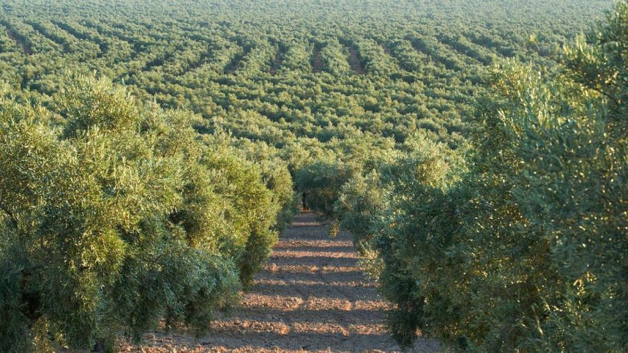 Festival Flora en Córdoba