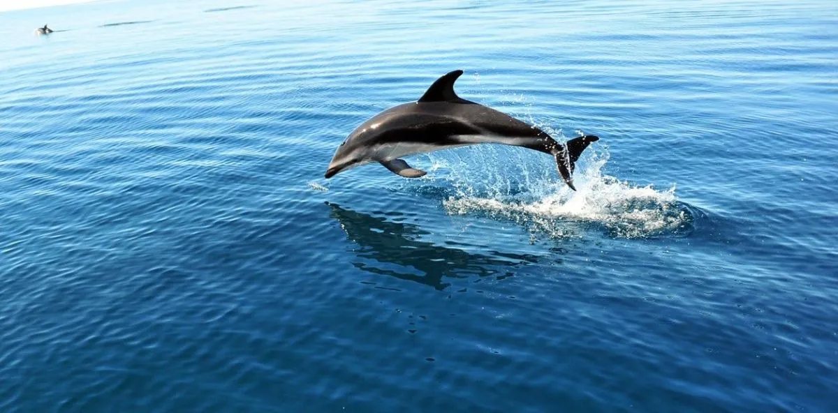 Delfines oscuros