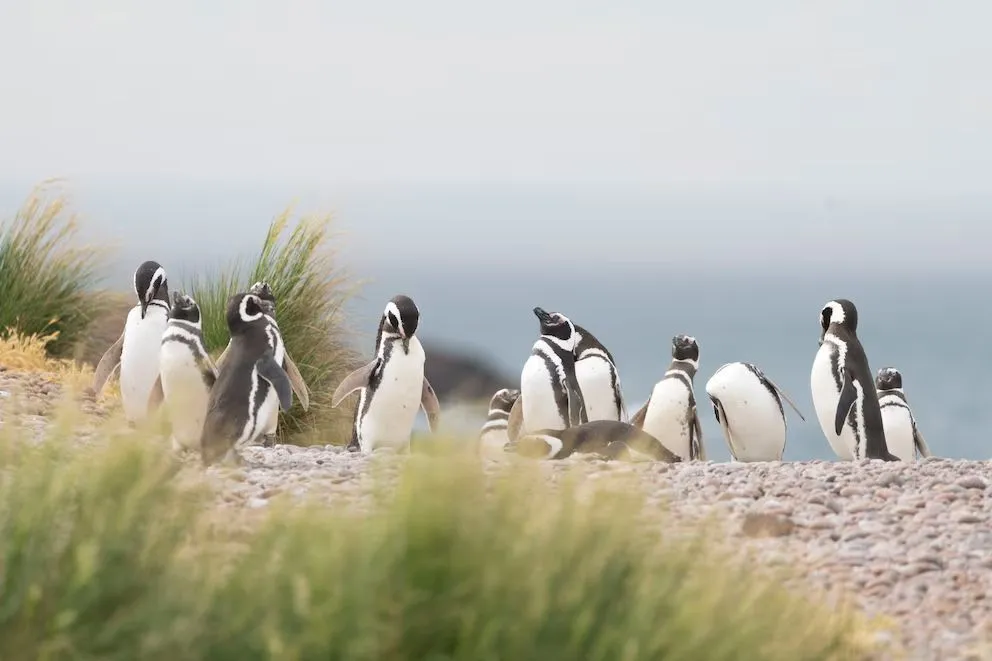 Pingüinos de Magallanes