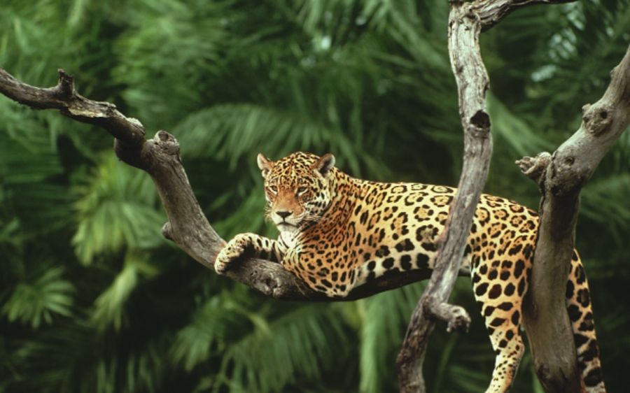 Yaguareté en la selva
