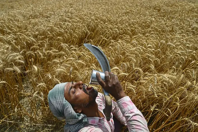 Trabajador migrante en la cosecha de trigo