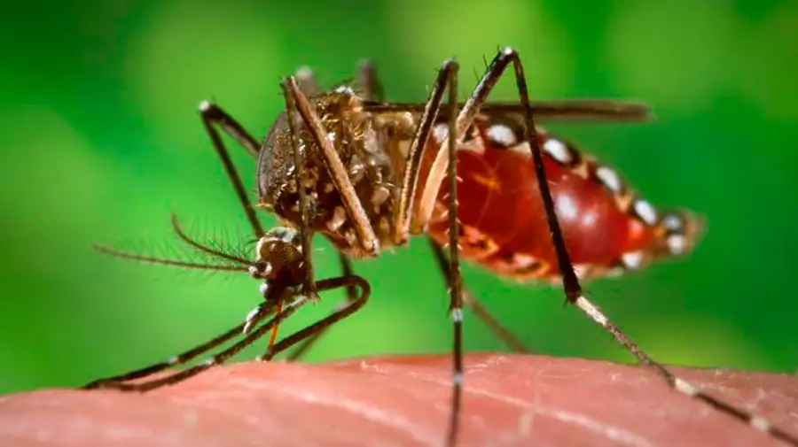 Mosquito Aedes aegypti